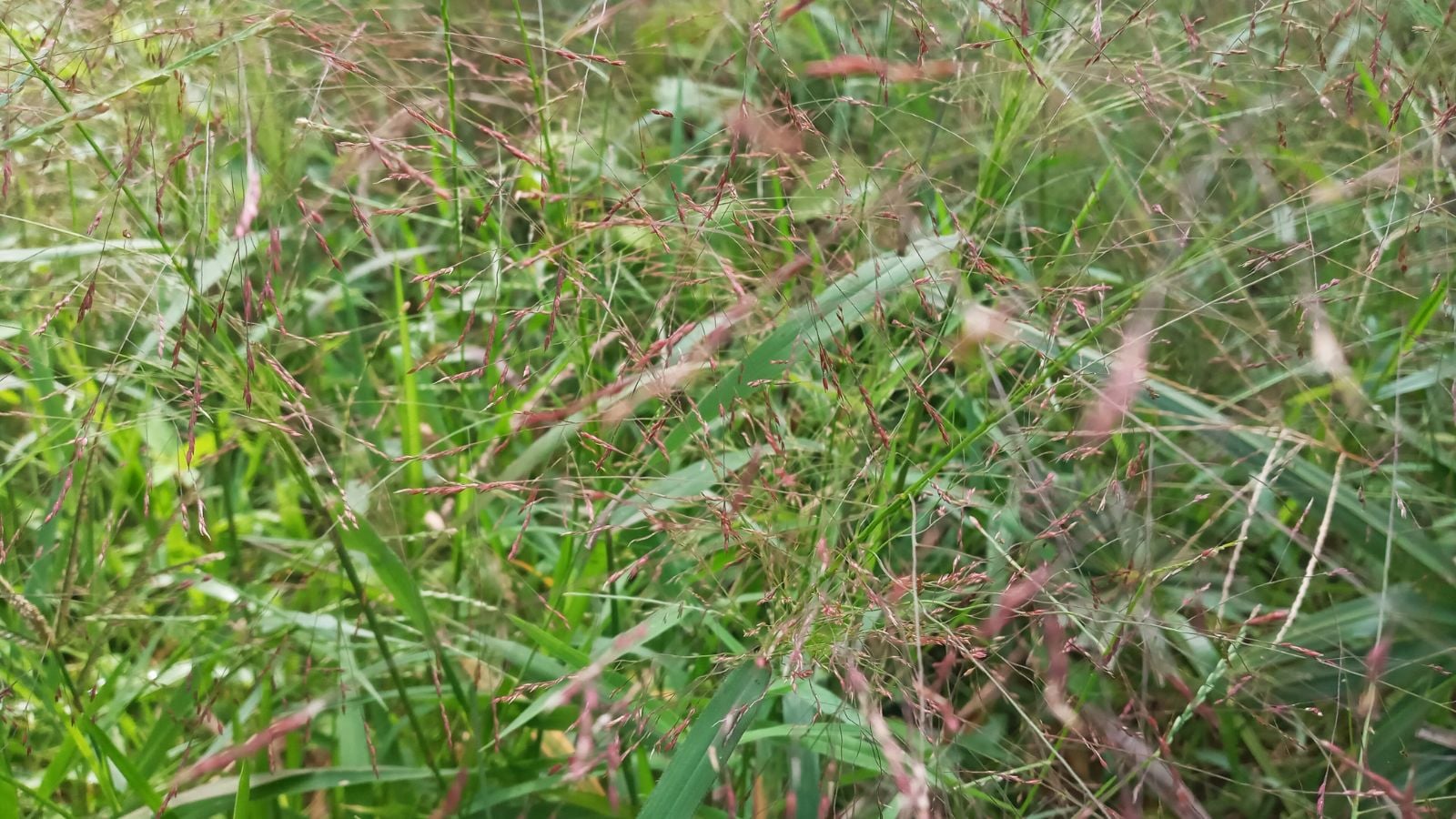 A close-up shot of a large composition of tall slender grass blades alongside purple seed heads, all situated in a well lit area