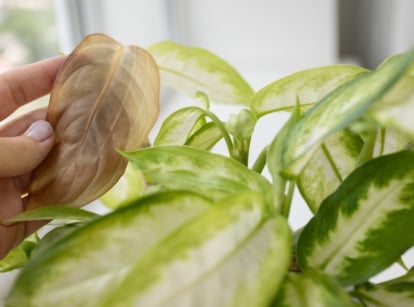 A close-up shot of a person's hand in the process of inspecting a dead and diseased leaf of a plant, showcasing dieffenbachia yellow leaves