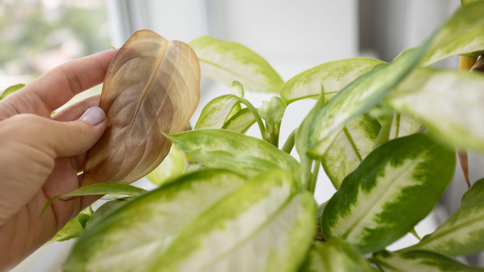 A close-up shot of a person's hand in the process of inspecting a dead and diseased leaf of a plant, showcasing dieffenbachia yellow leaves