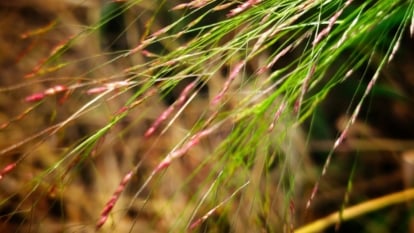 A close-up shot of purple seed heads alongside green blades of the purple love grass
