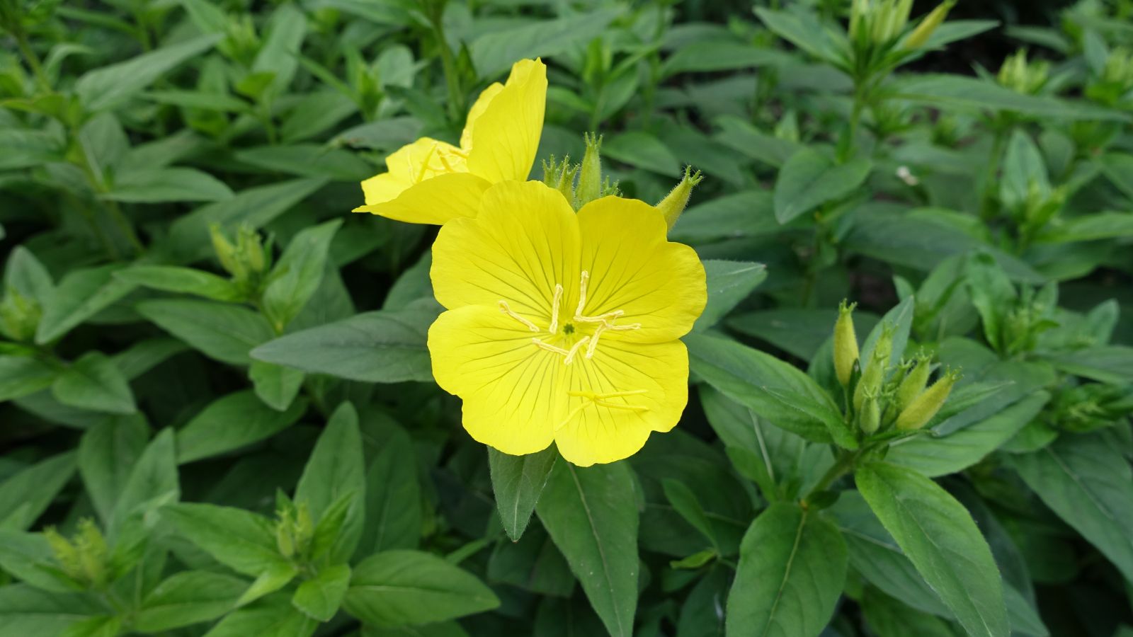 A close up shot of yellow blooms on a green Oenothera fruticosa shrub, placed under bright sunlight