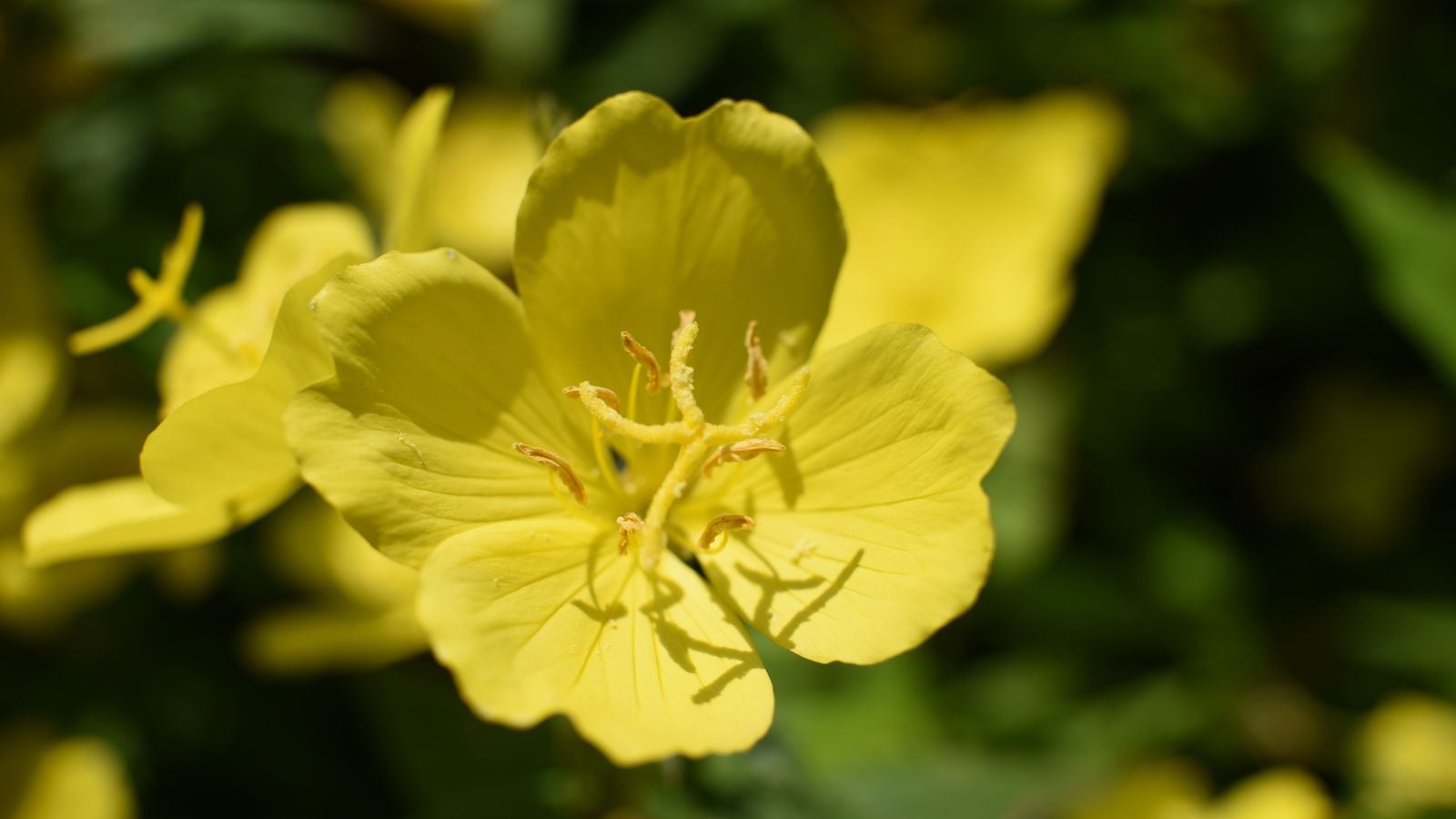 A closeup shot of an Oenothera fruticosa flower, having yellow delicate flowers with a bright and vibrant color