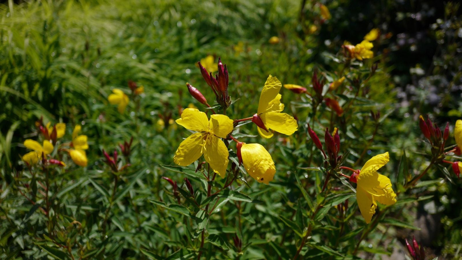 A green Oenothera fruticosa bush with yellow blooms, gorwing in the field placed under direct sunlight