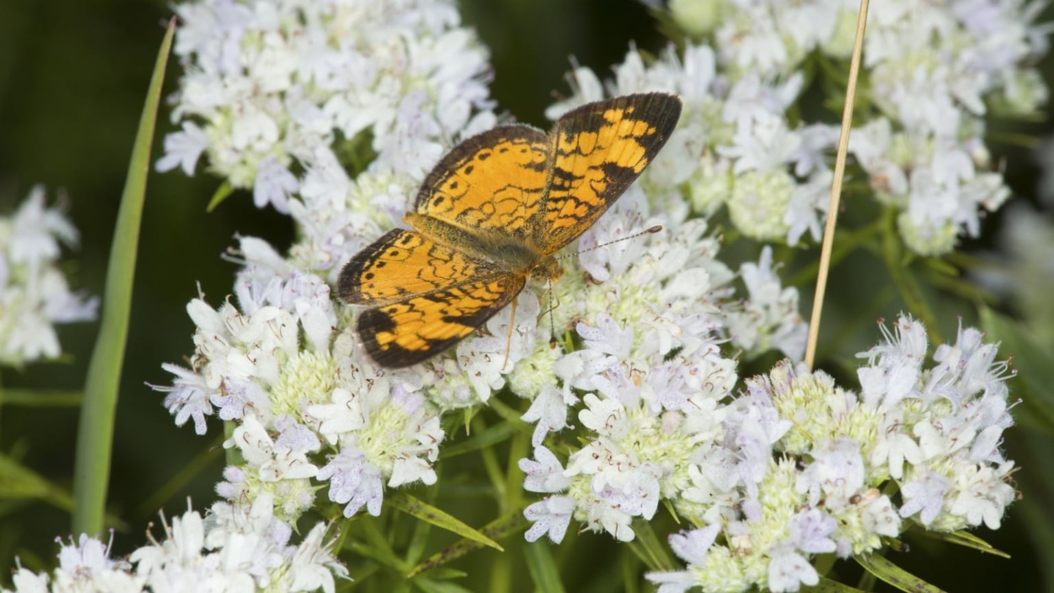 PLANTS THAT GROW WELL IN NORTH CAROLINA visual data 5