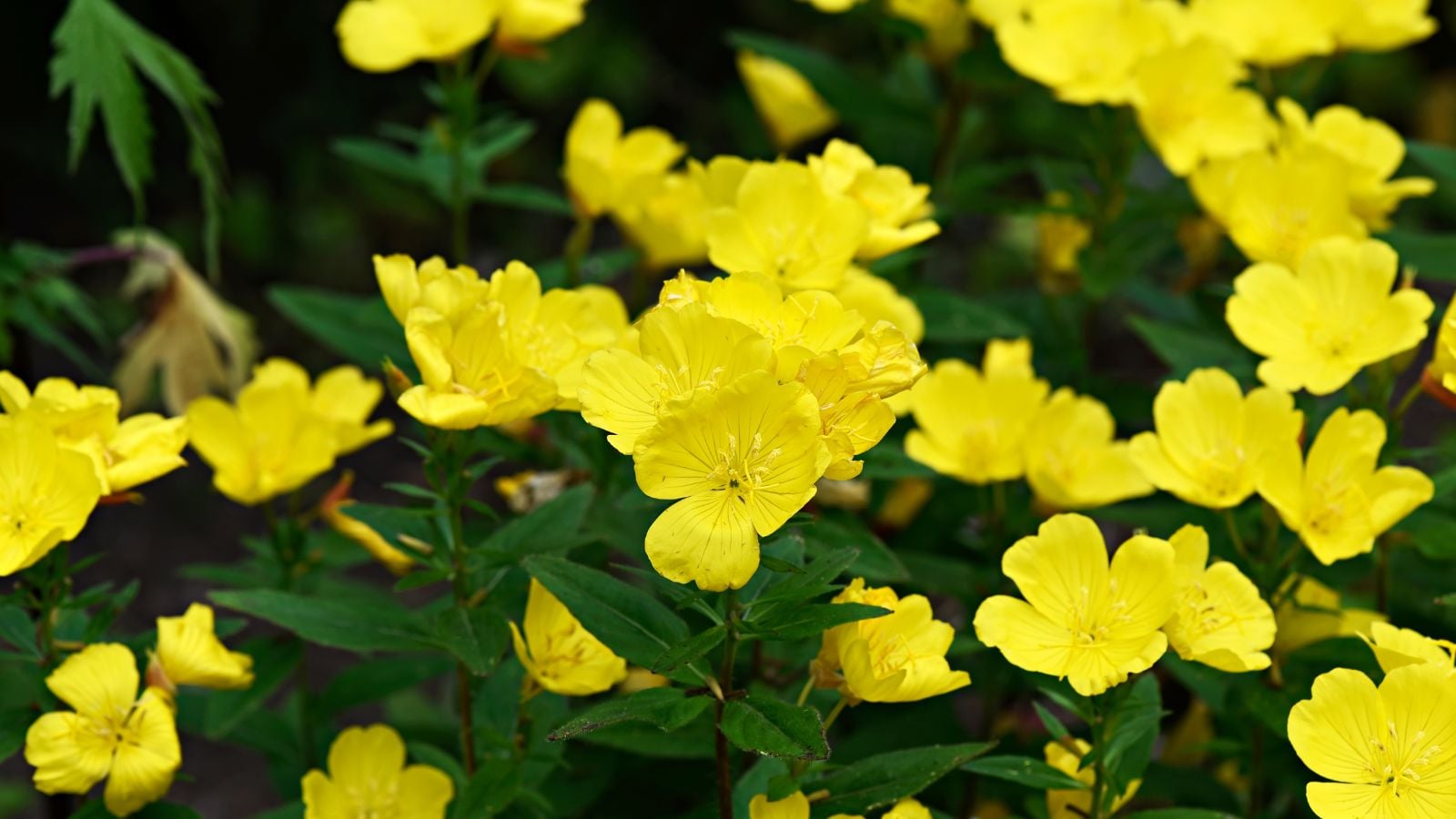 An area covered in Oenothera fruticosa blooms, having a bright yellow color surrounded by deep green foliage
