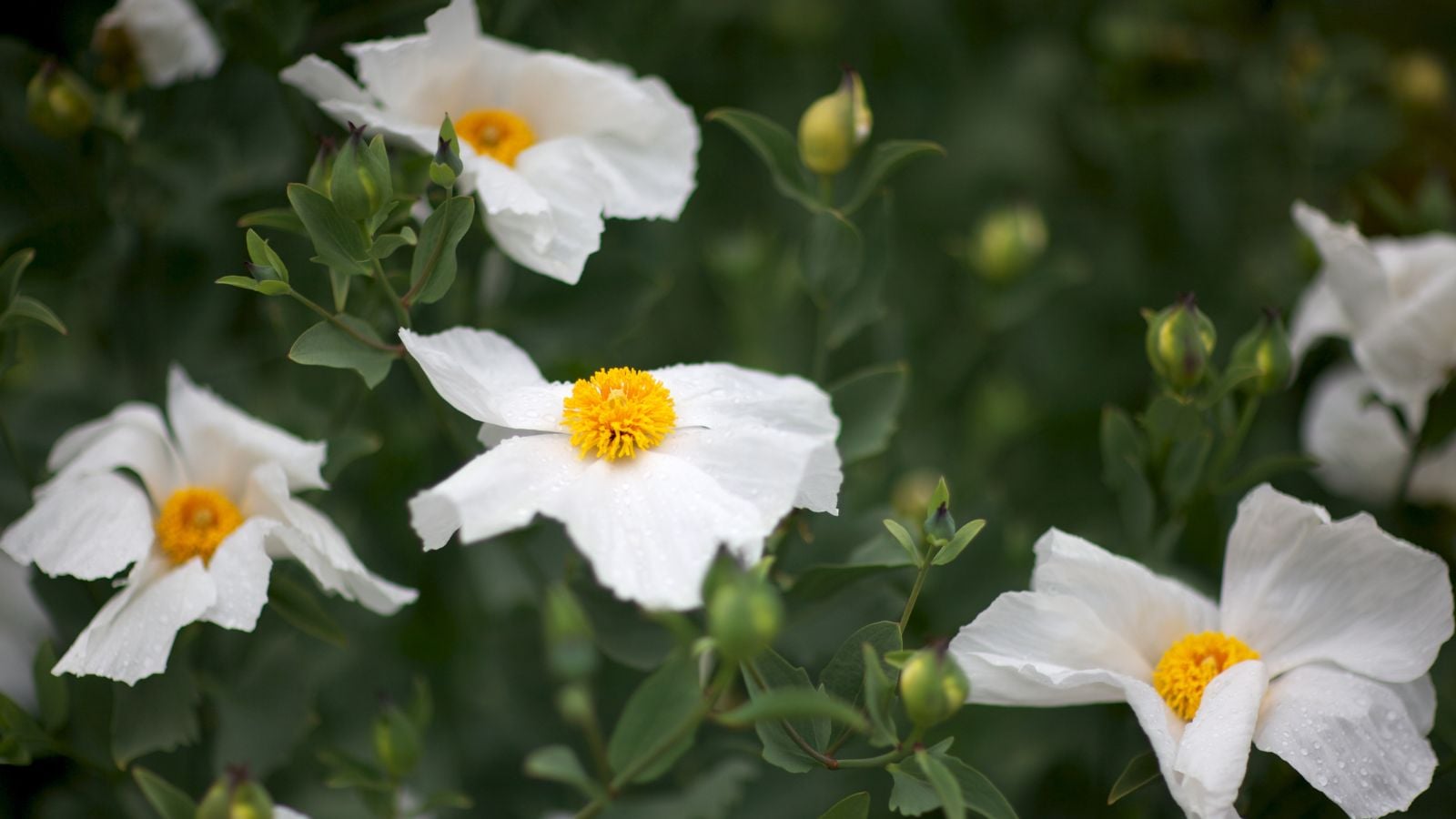 An area covered in multiple Romneya Coulteri blooms having soft white petals and prominent yellow centers