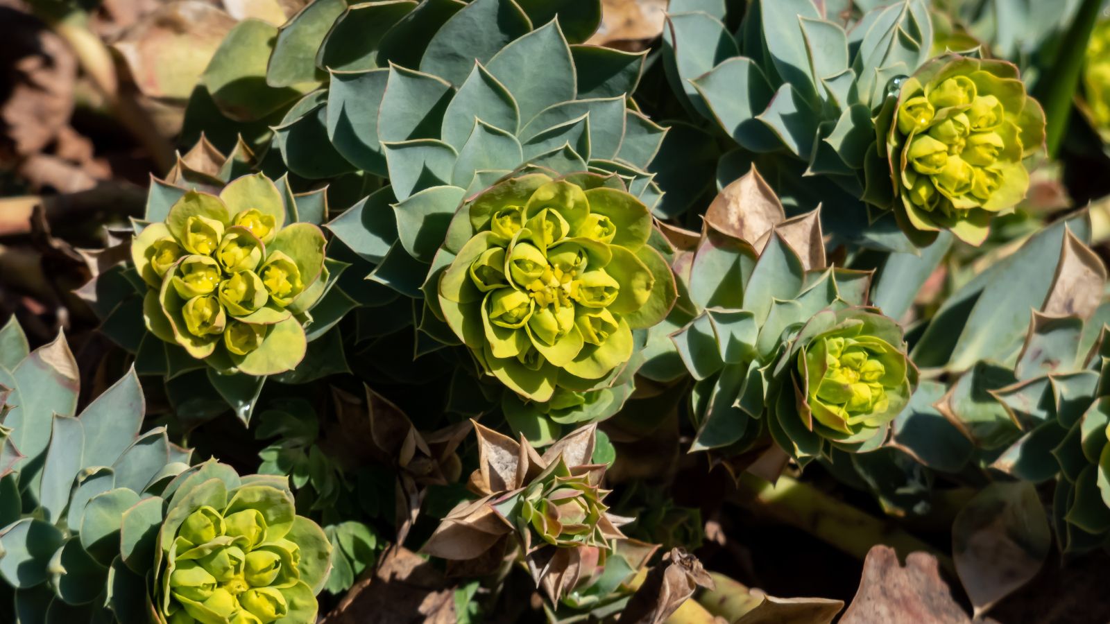 An overhead and close-up shot of a composition of vibrant yellow flowers alongside trailing stems, all situated in a well lit area outdoors