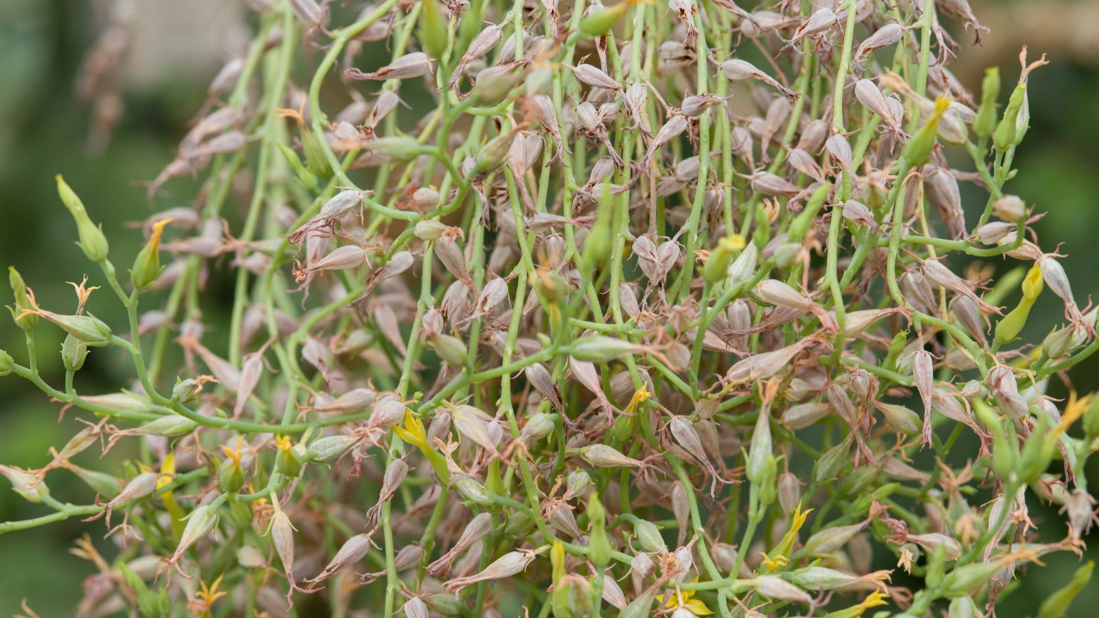 A succulent with dangling foliage showing light brown pods that look dry with other greens looking blurry in the background