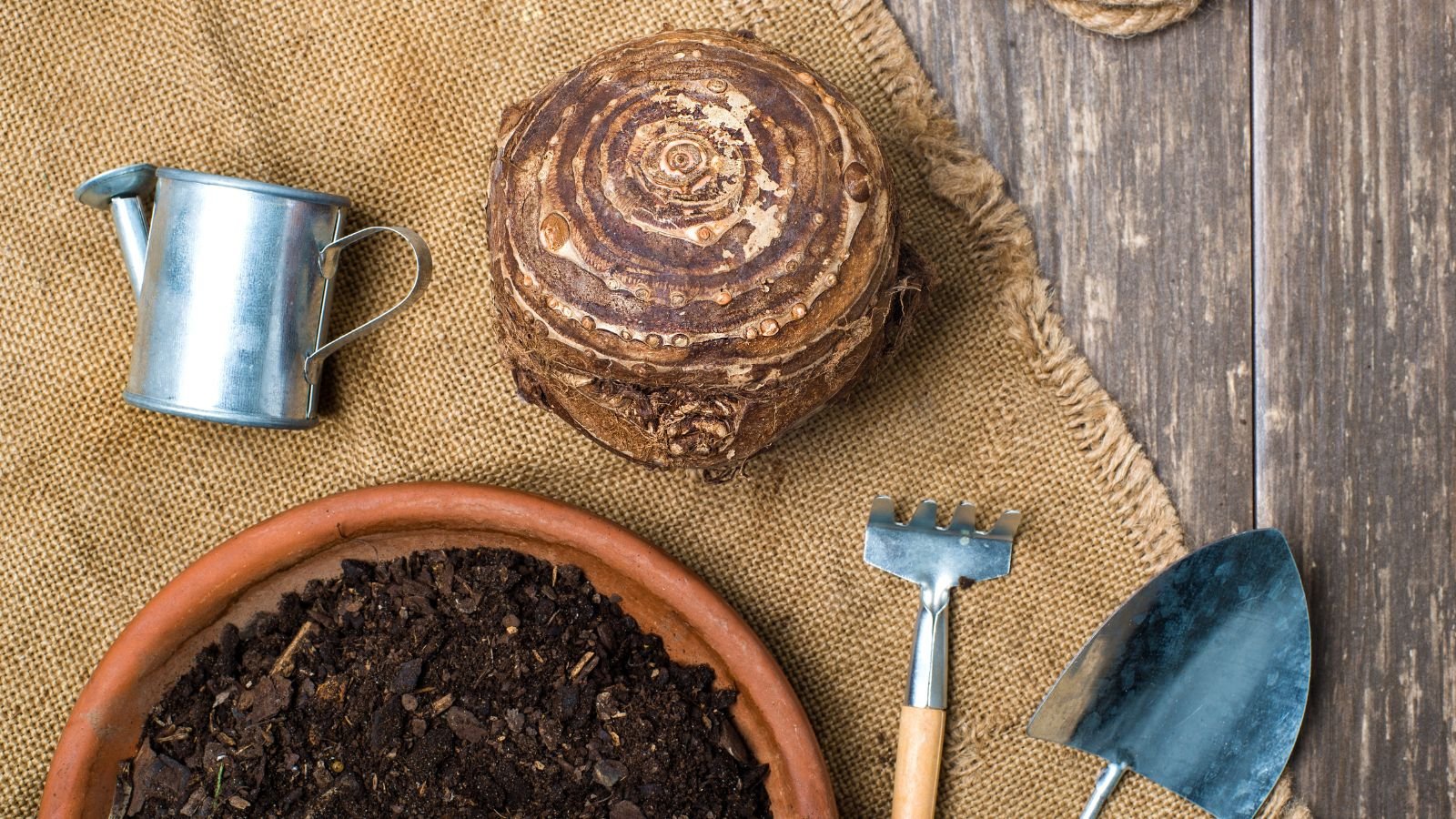 One of Elephant ear bulbs, placed on a brown mat with the bulb appearing brown and round with tools on the wooden surface