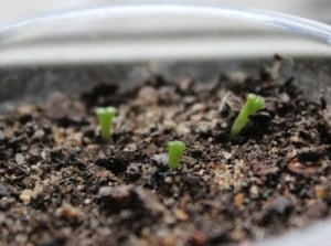 Growing succulents from seed, with the small sprouts appearing bright green on dark brown soil that looks damp placed in a clear container