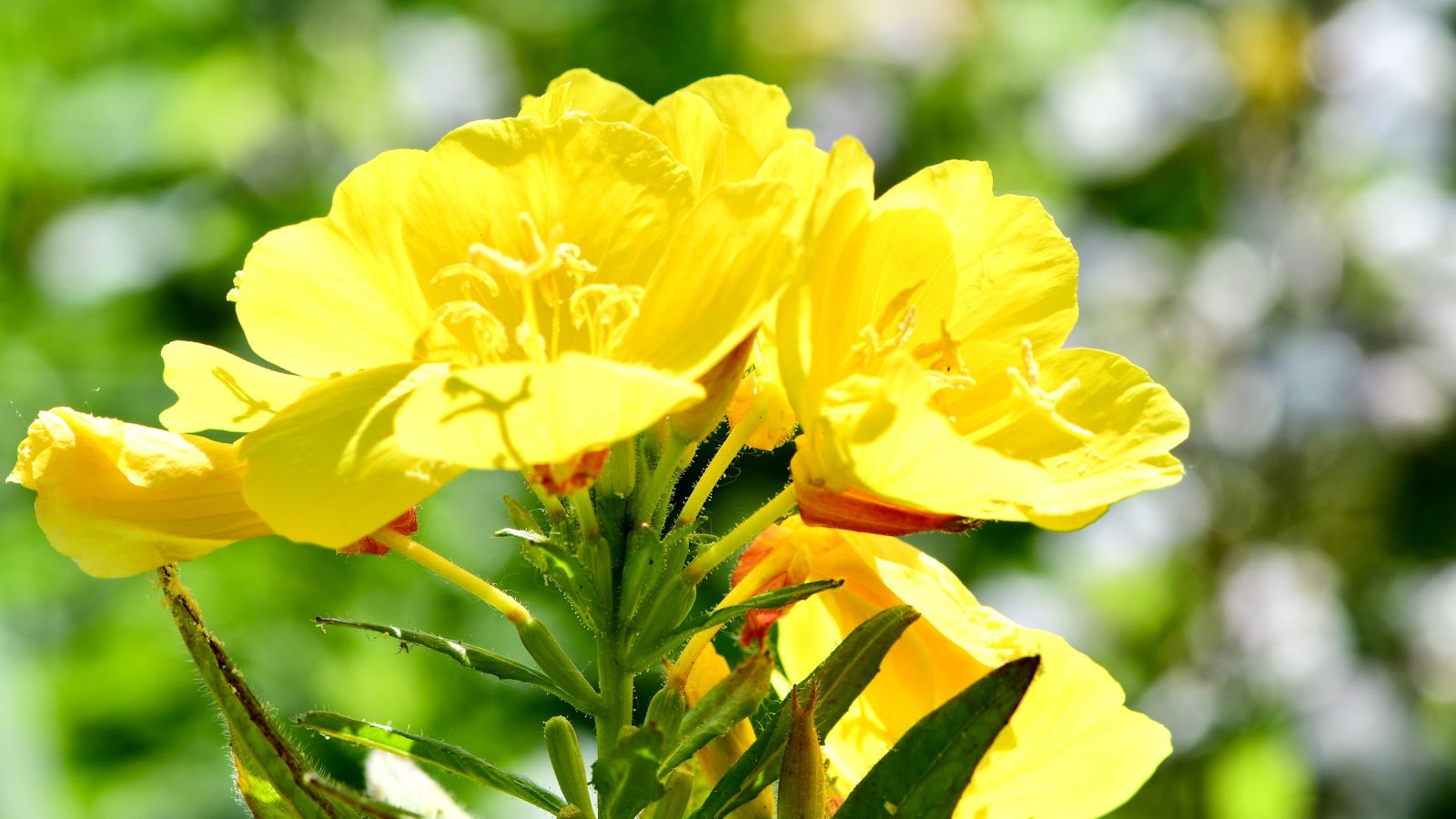 How to Plant, Grow, and Care for Sundrops (Oenothera Fruticosa)