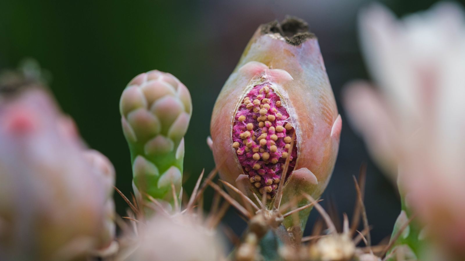 A photo of an open seed pod appearing to have countless small round seeds inside