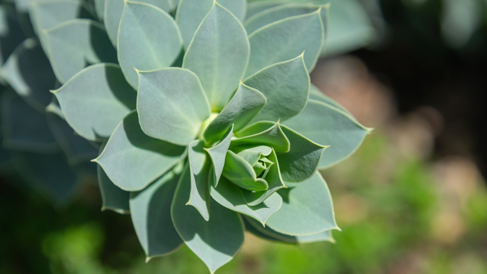 A close-up shot of green leaves arranged spirally on trailing stems, covered in droplets of water, all situated in a well lit area outdoors