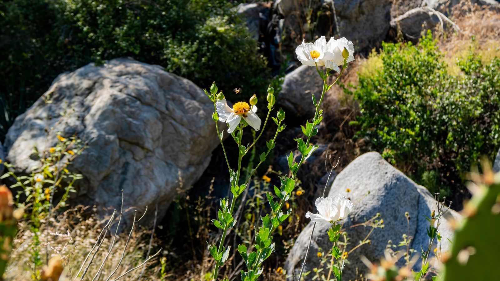 Sturdy stems of Romneya Coulteri appearing to have long stems with white blooms on top with fluffy yellow centers