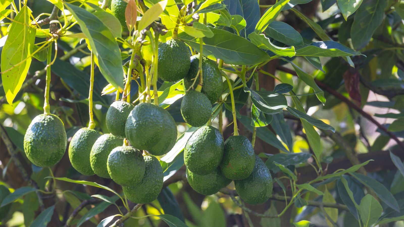 A close up of a hass avocado tree, having multiple fruits appearing green and healthy on the branches, dangling under the sunlight