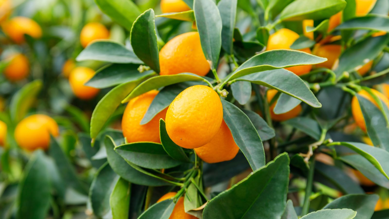 A close-up shot of yellow-orange colored fruits and green leaves of a fruit-bearing plant in a well lit area outdoors
