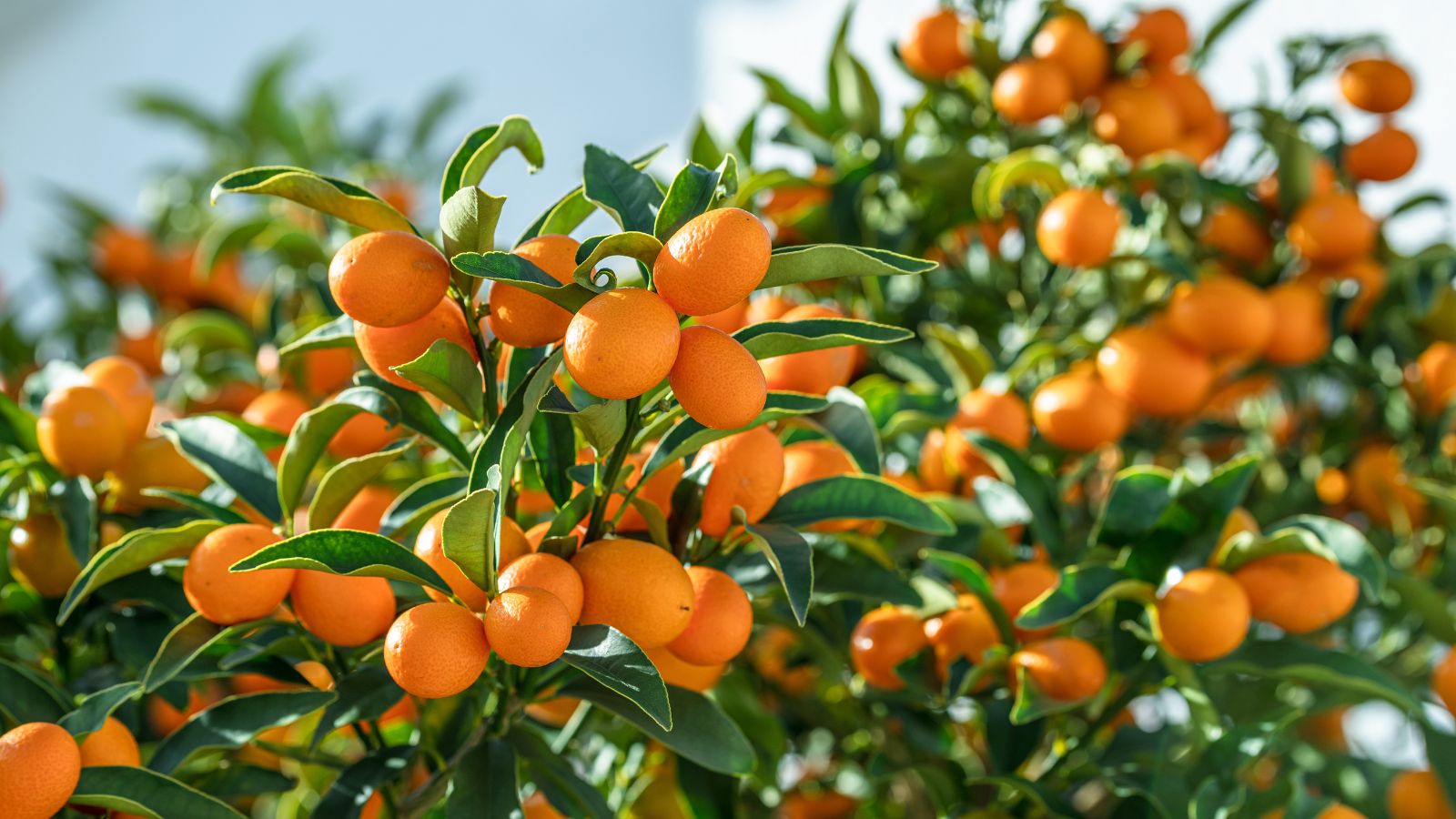 A shot of several developing yellow-orang fruits and green leaves of the kumquat tree