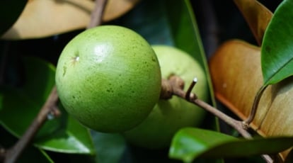 Chrysophyllum cainito yields produce with light green hue and deep-colored leaves attached to brown stems that look healthy and sturdy