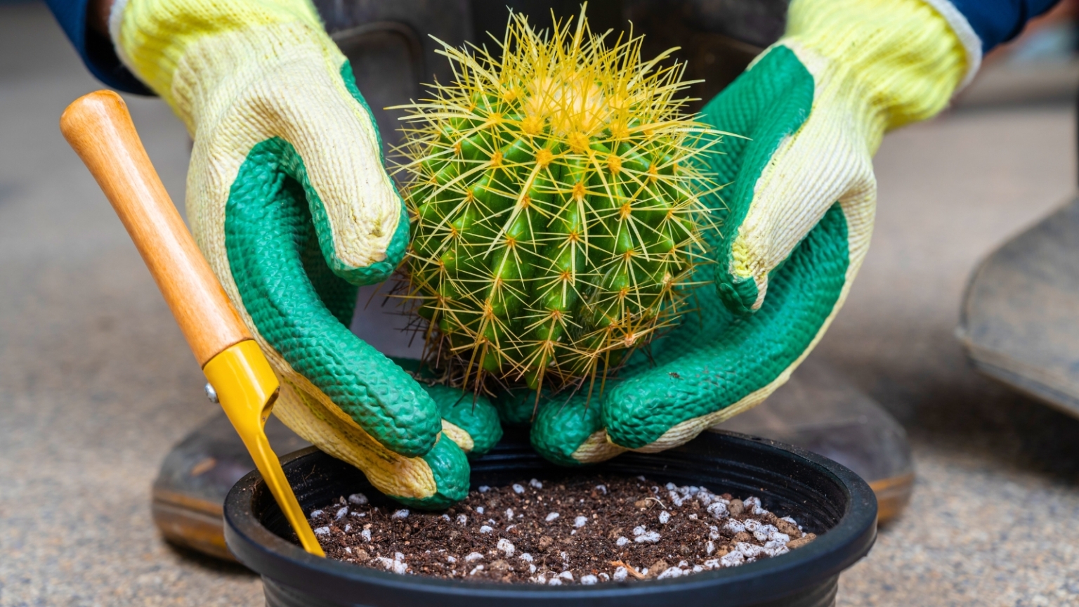 Cactus Soil: How to Make Your Own Cactus Mix