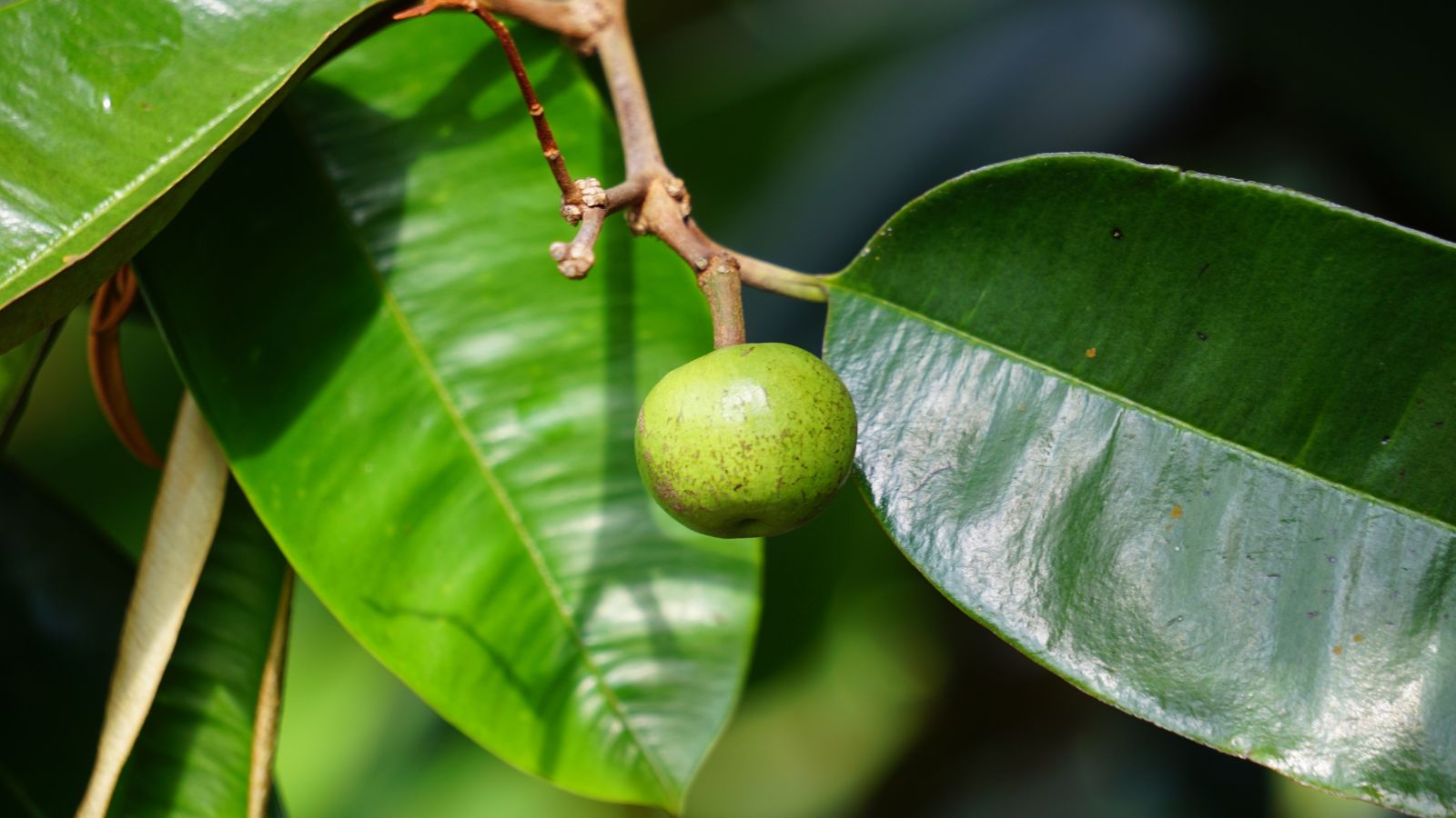 Brightly colored star apple fruit handing on a deep brown stem surrounded by smooth and wide leaves with deep green hue