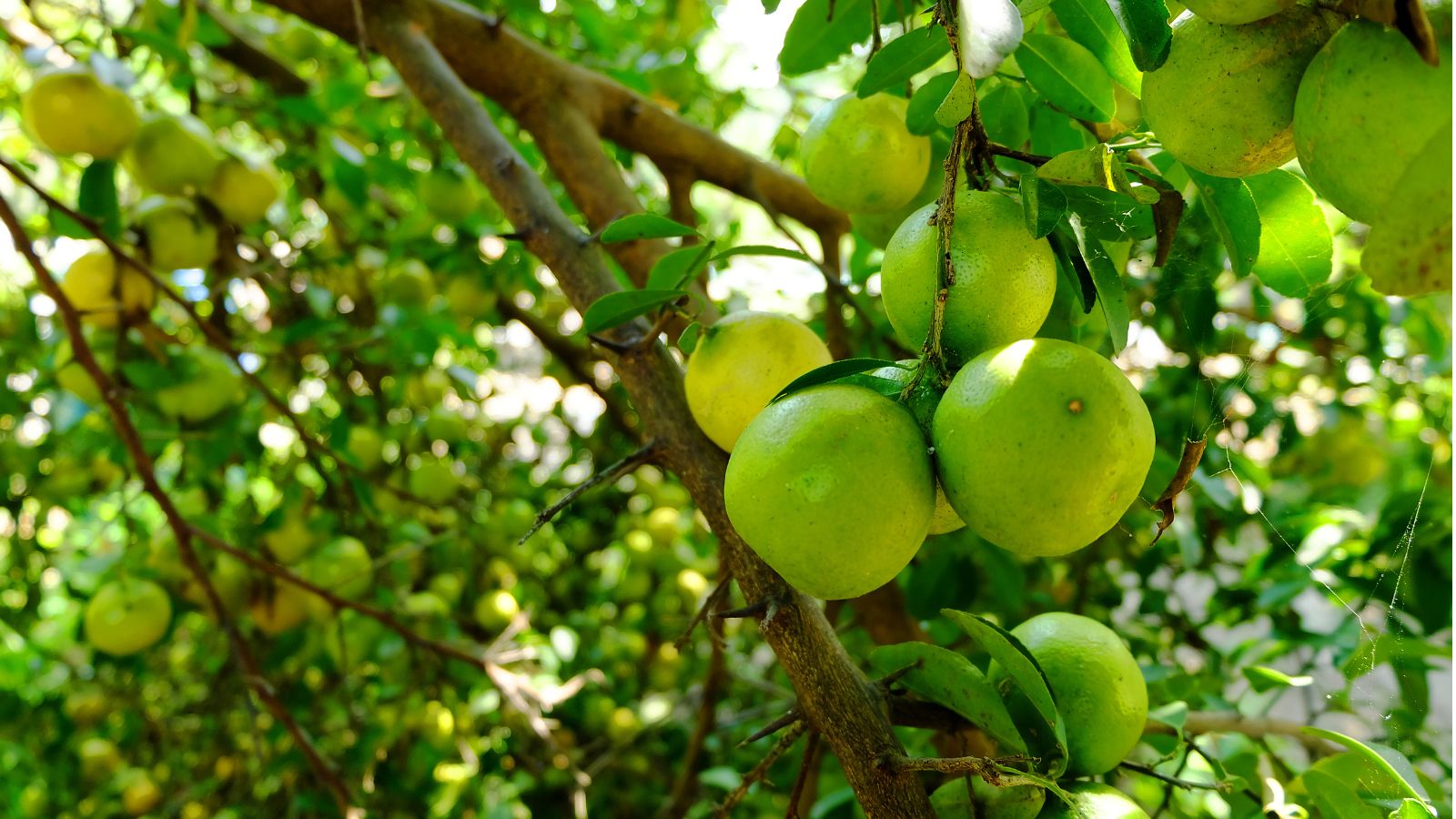 A Citrus aurantifolia shrub appearing to have many fruits surrounded by woody stems and bright green foliage