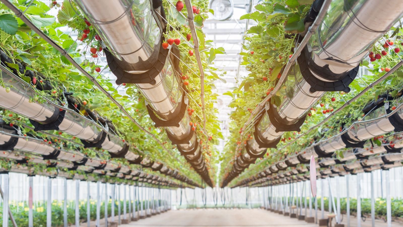 A base-angle shot of several soilless containers filled with developing fruits, showcasing its intricate setup in a greenhouse area