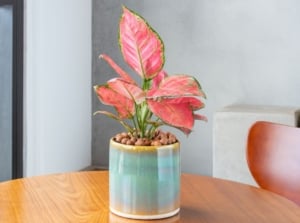 A close-up shot of a composition of vibrant red-pink colored leaves placed on a small pot, featuring aglaonema varieties
