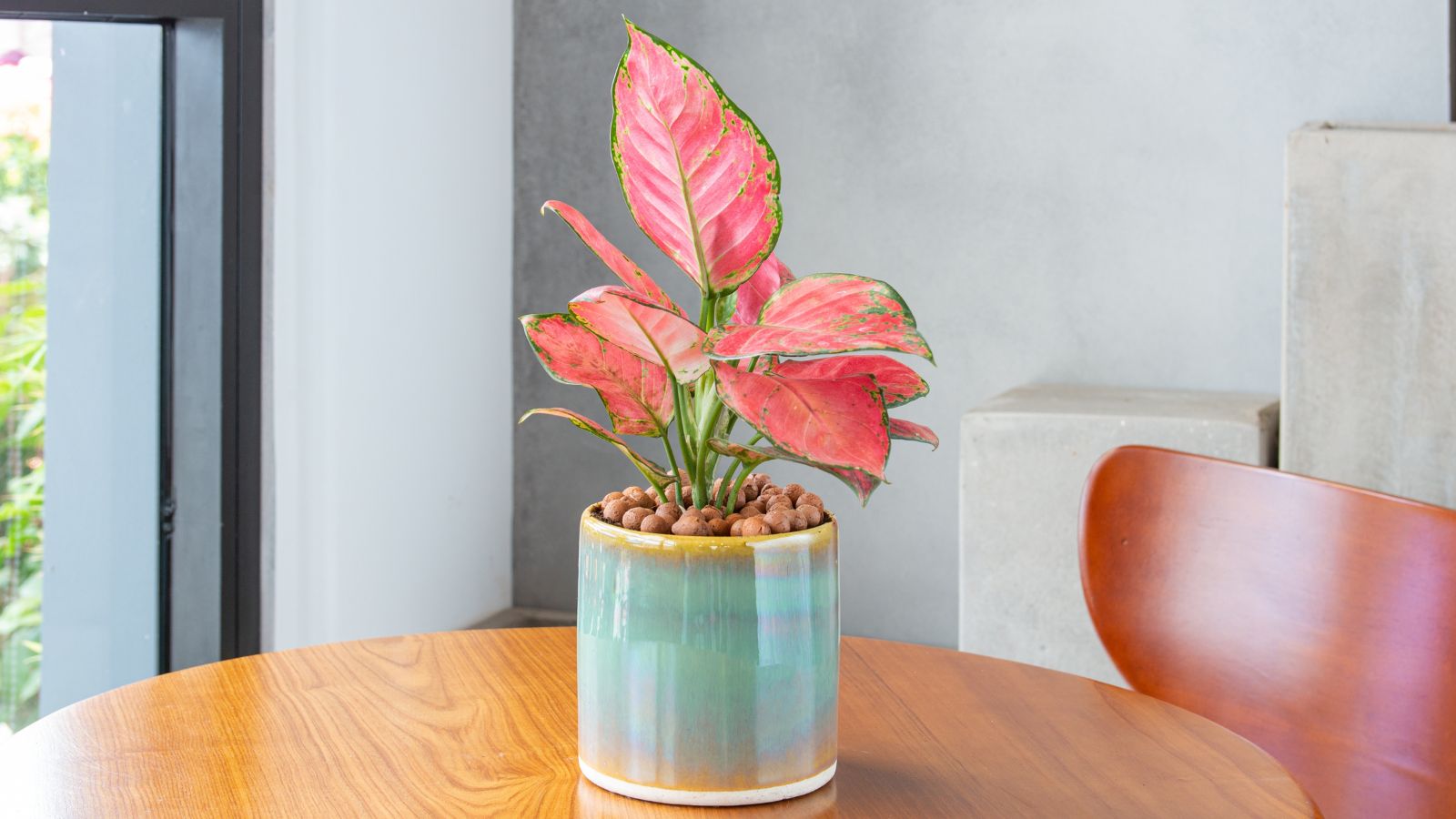 Chinese Evergreens: 10 Beautiful Aglaonema Varieties to Look Out For