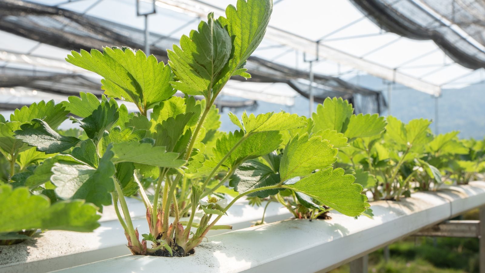 A close-up shot of a developing seedling of a fruit in a soilless container