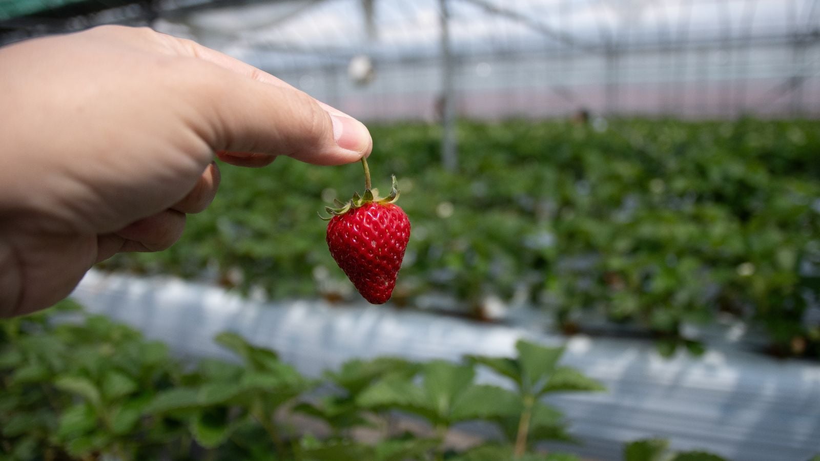 A close-up shot of a person's hand holding a small red fruit placed in a large greenhouse area indoors