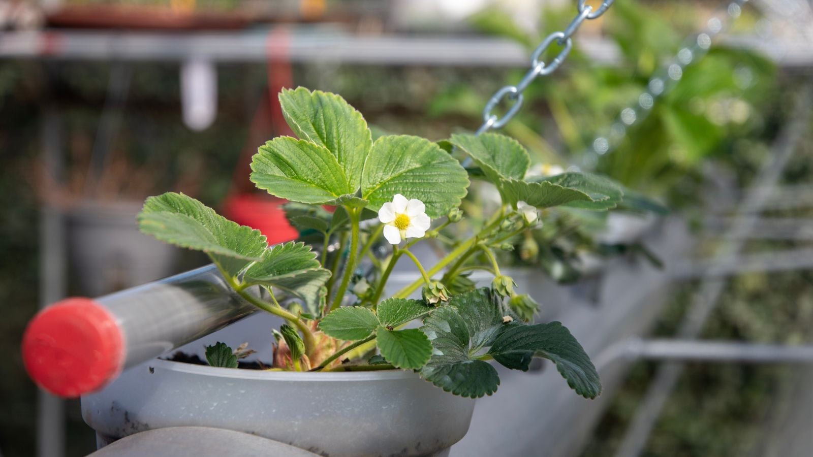 A close-up shot of a small composition of developing fruits in a soilless environment, in a well lit area outdoors