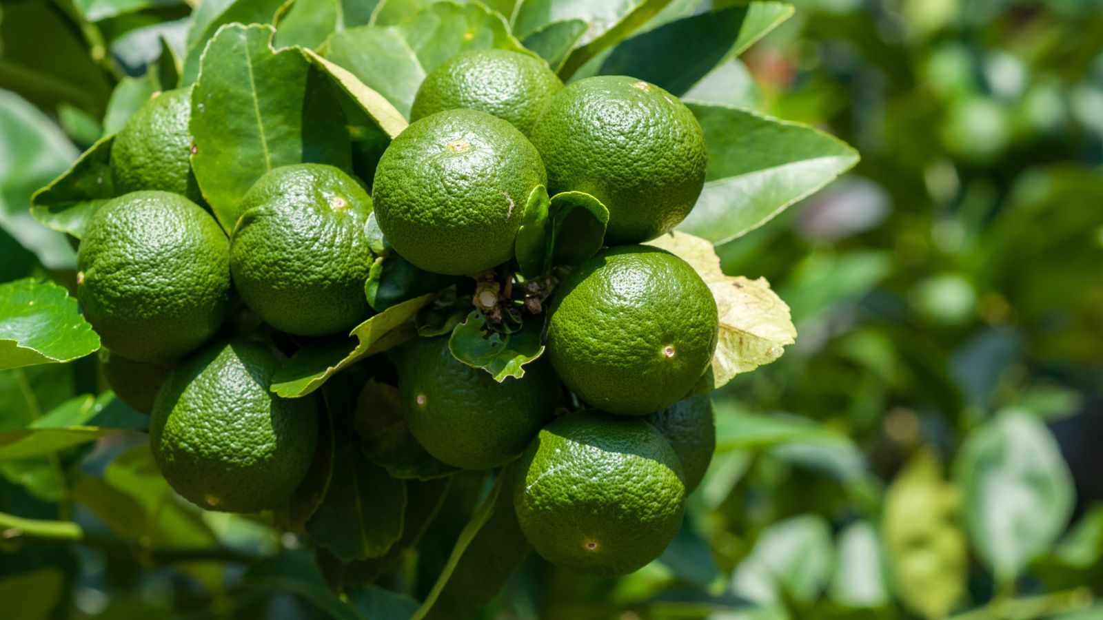 A lovely sprig of Citrus aurantifolia fruits with bright green skin and foliage, appearing to have green blurry plants in the background