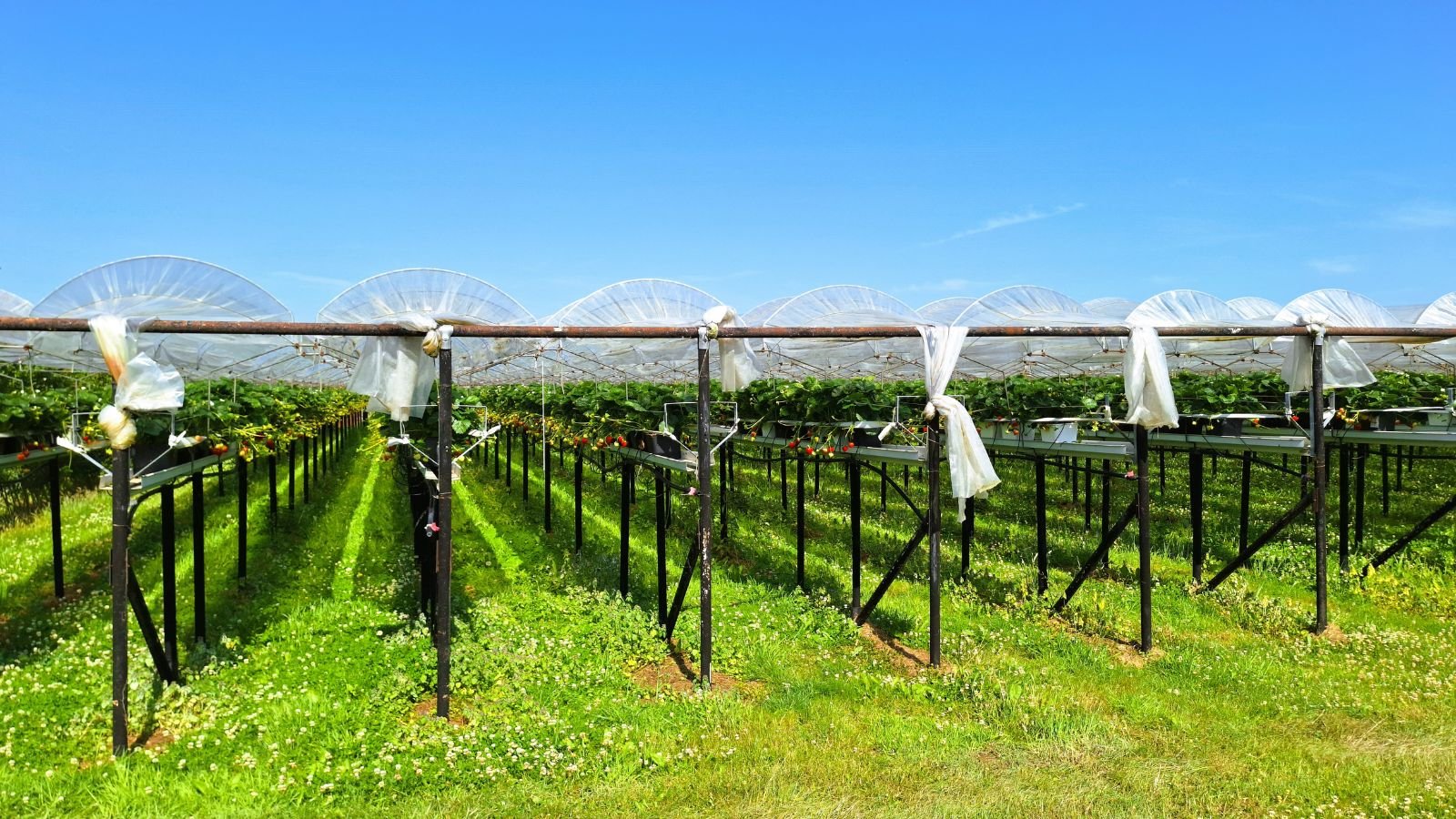 A shot of a large-scale soilless growing environment for red fruits outdoors