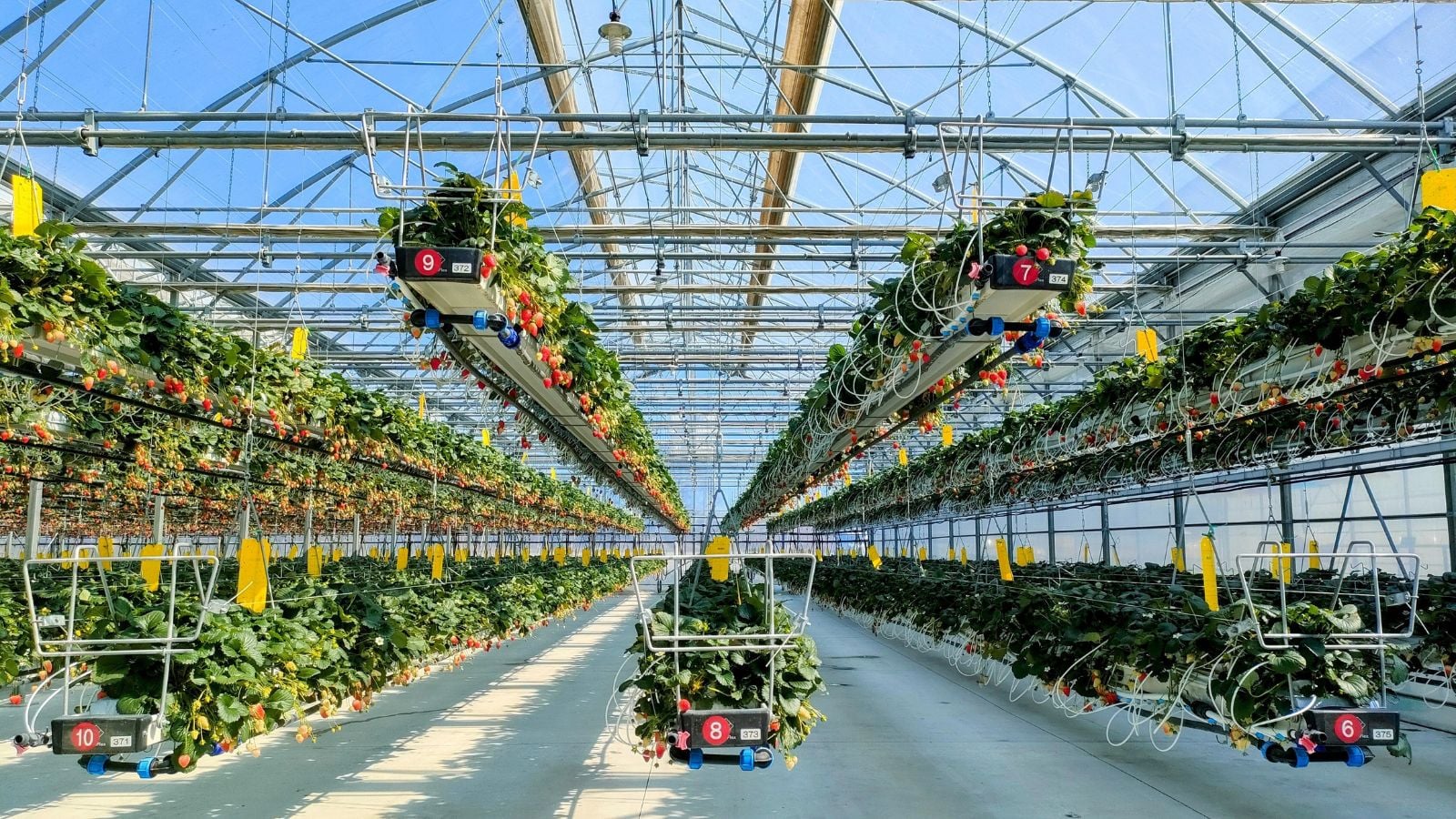 A shot of a large-scale soilless setup for developing fruits, all situated in a greenhouse area indoors