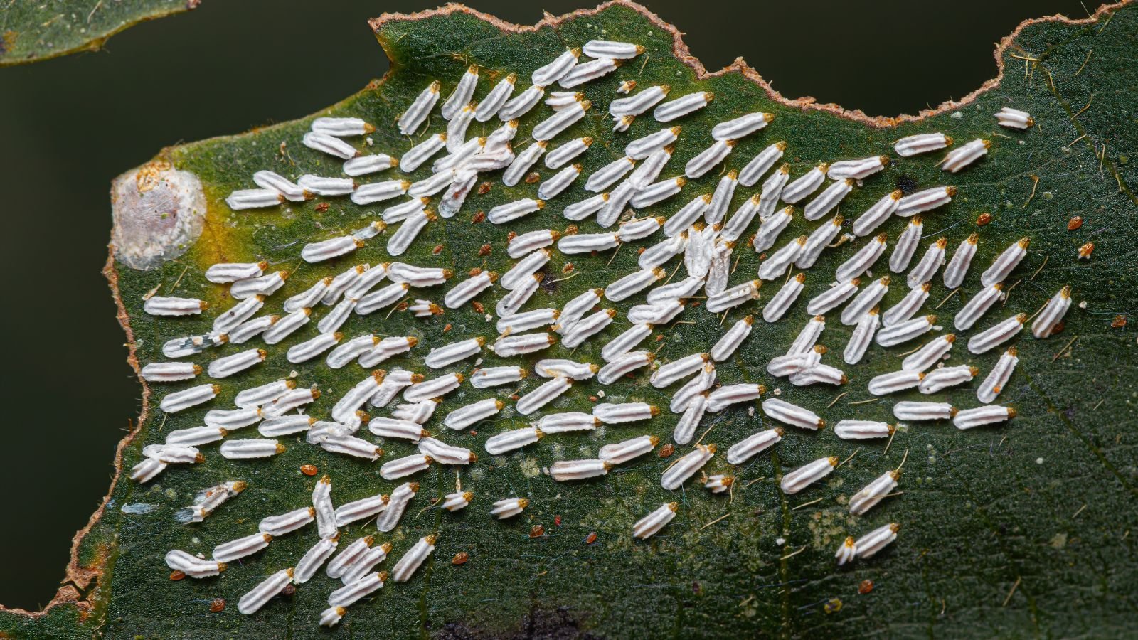 Many Citrus snow scale which are louse appearing white on deep green leaves