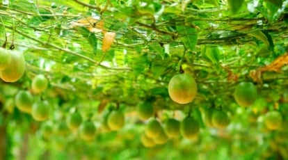 Countless green round crops with round figure still attached to vines, making them dangle from above shaded by the plants scattered leaves