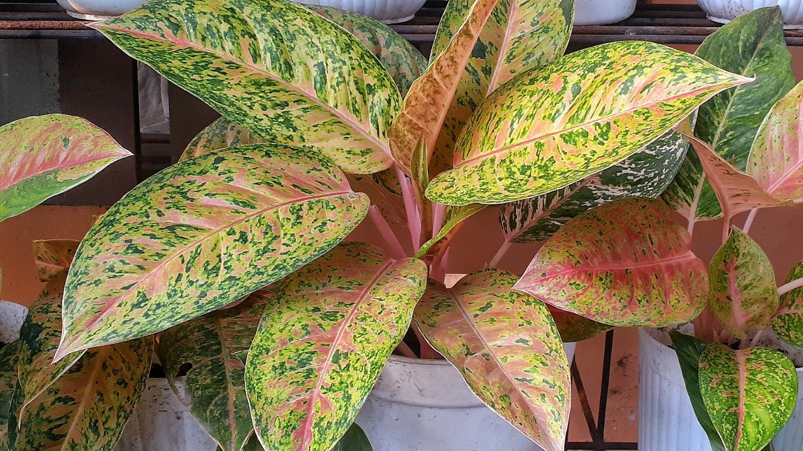 A close-up shot of a composition of green leaves with mottled yellow patches and pale-pink colored stems of the Harlequin variety of houseplant