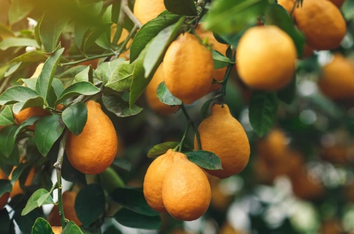 A close up shot of the fruit attached to a Meyer lemon tree care appearing to be surrounded with deep green leaves under the warm sunlight