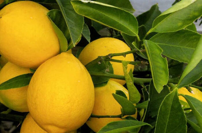 Meyer lemon tree care