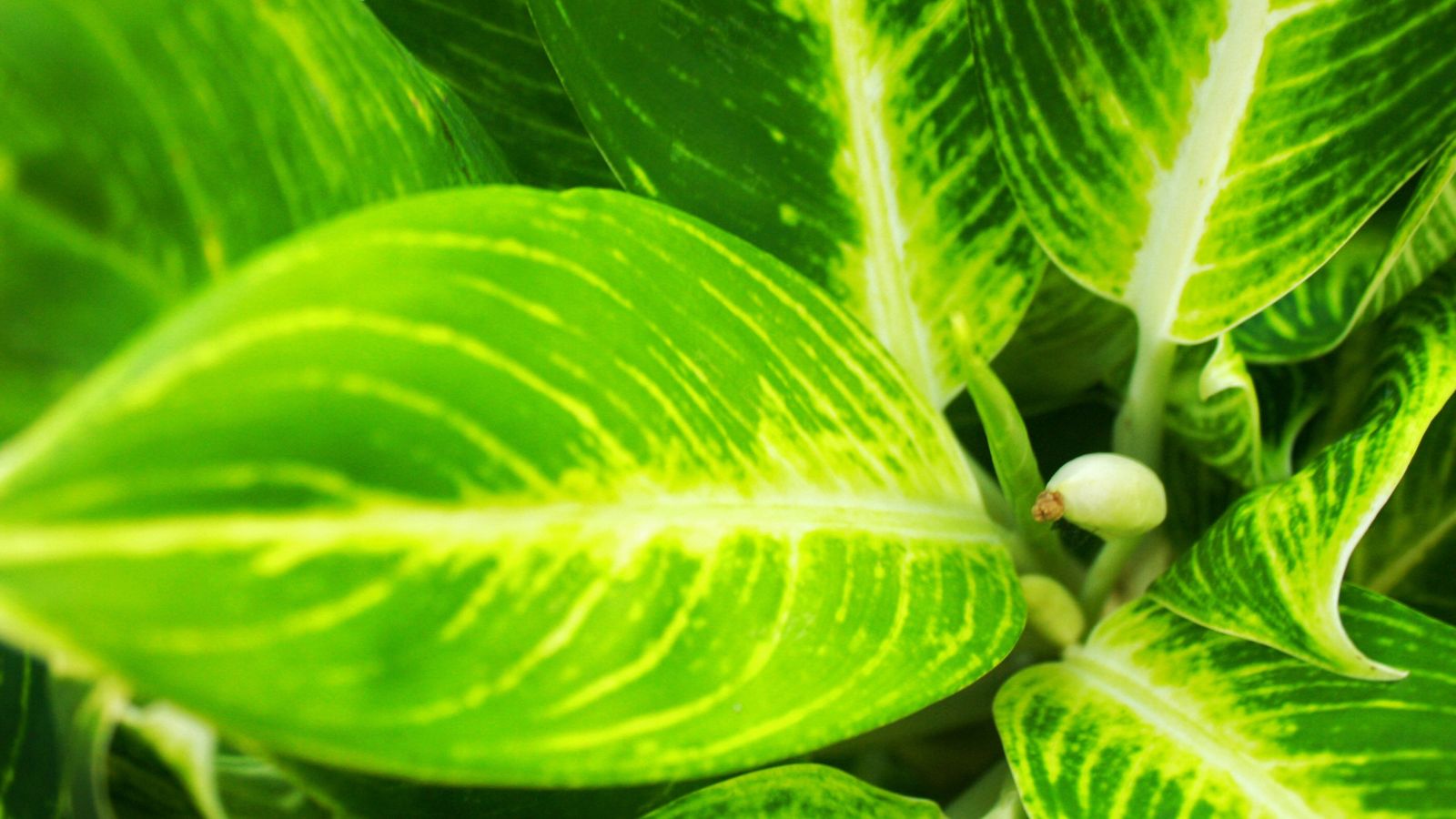 A close-up shot of large vibrant green and striated leaves and pale stems of a variety of a houseplant