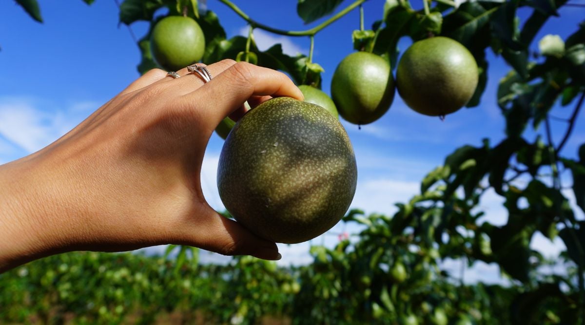 Passiflora edulis held up to the sun by a person with multiple other produce attached to the vine receiving the similar amounts of sunlight