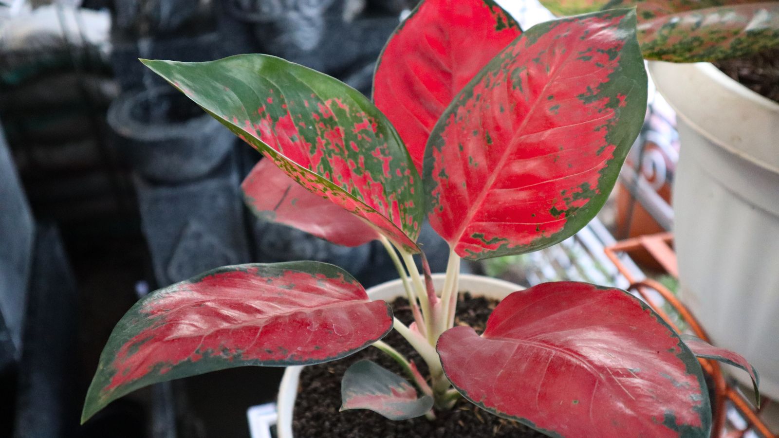 A close-up shot of a small composition of large ovate, green leaves with large red patches called the Red Peacock variety, all placed on a white pot indoors