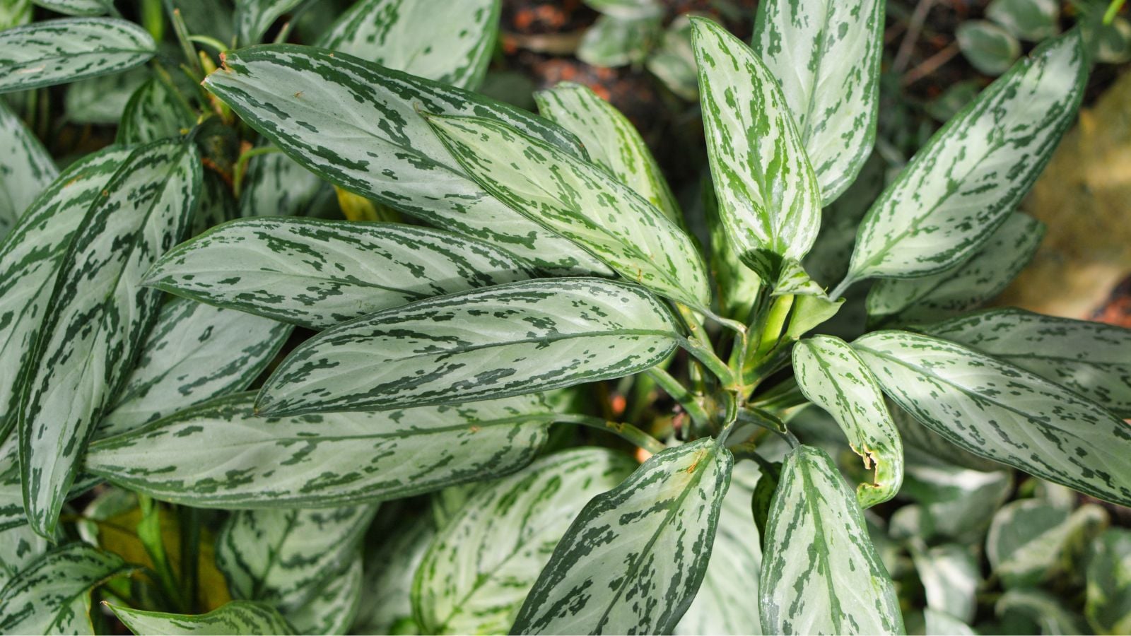 A close-up and overhead shot of elongated leaves with cream-colored patterns, all situated in a well lit area outdoors