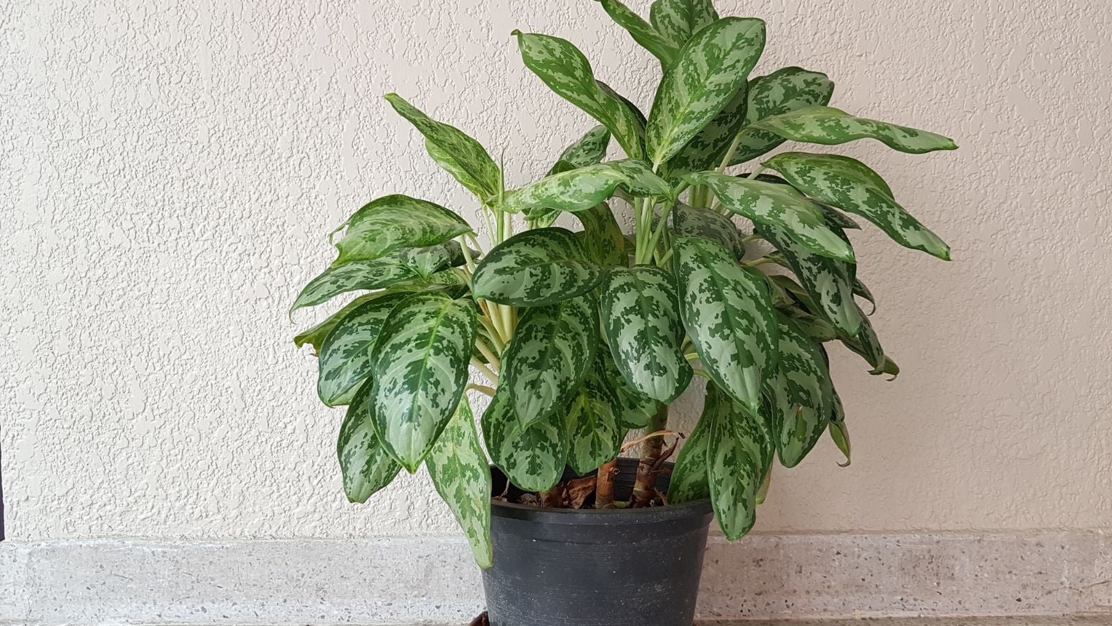 A close-up shot of a small composition of lush green foliage of the Silver Queen variety of houseplants, all placed on a small pot outdoors