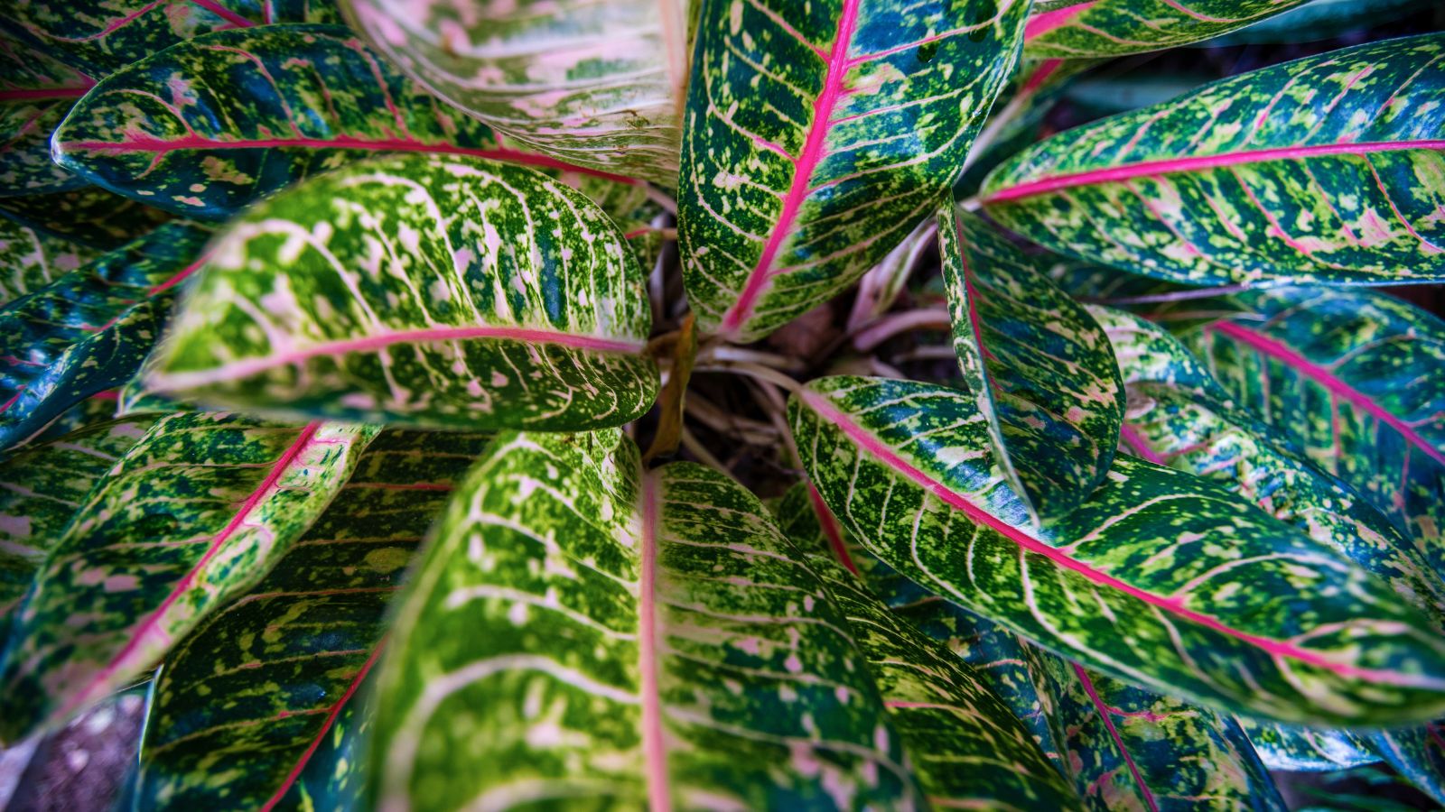 An overhead and close-up shot of dark green leaves with messy creamy-white patches and bright pink veins of the Suzy variety of houseplant