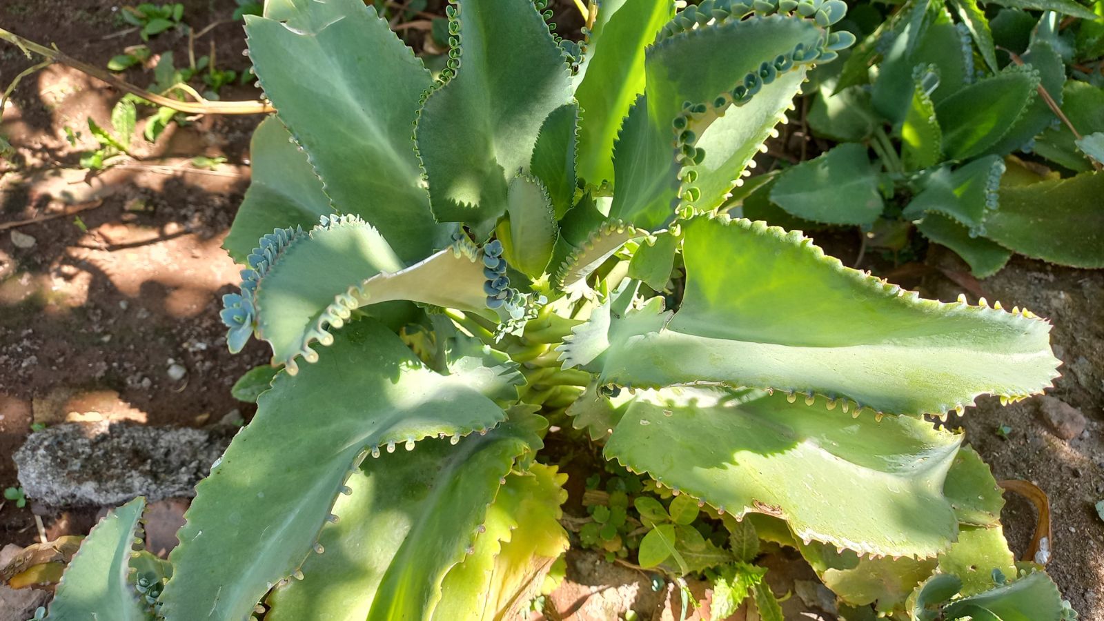 A Kalanchoe daigremontiana placed in the ground with other plants in the same bed under sunlight