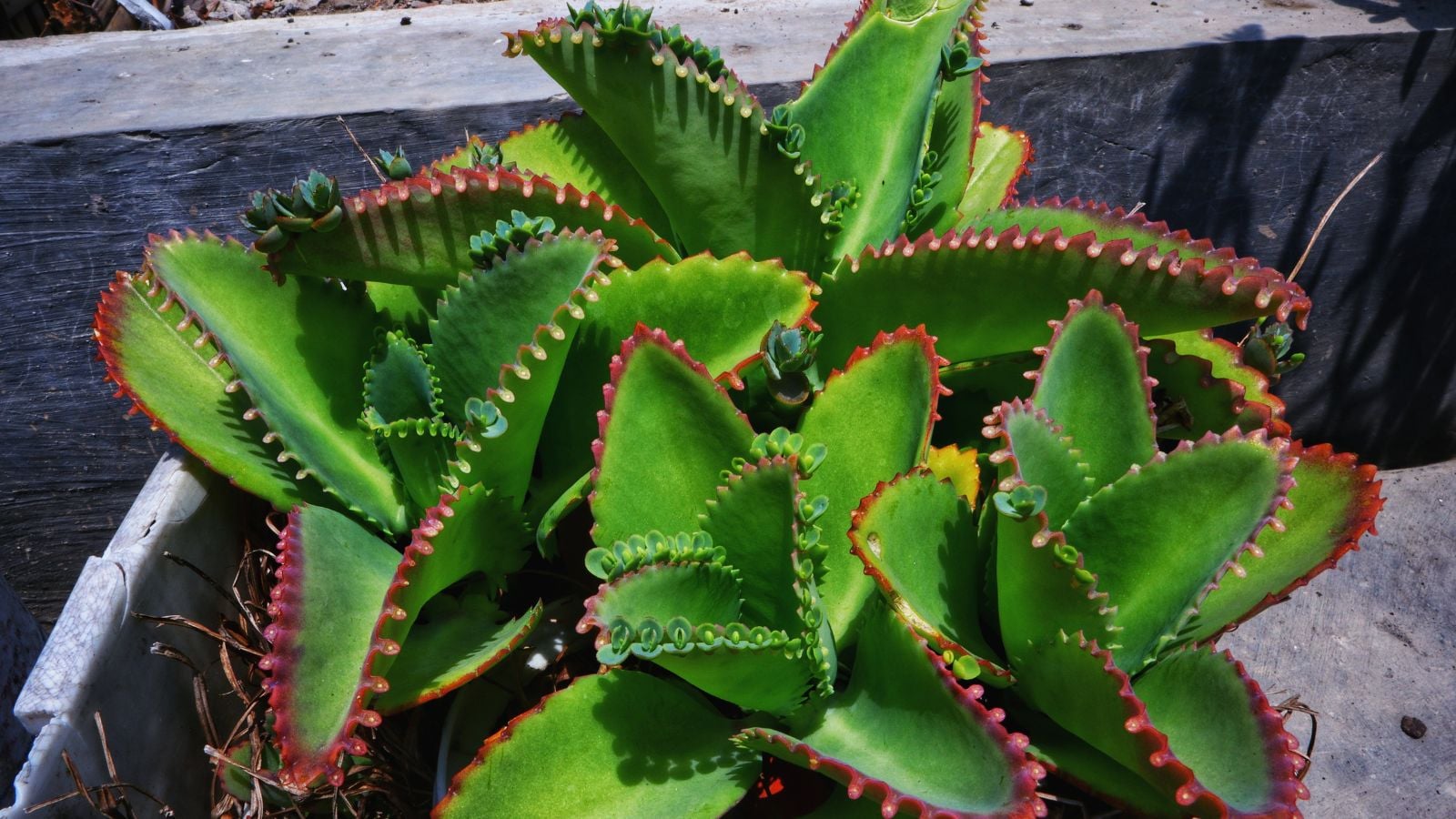 Kalanchoe daigremontiana with red edges appearing to have a vivid green color placed somewhere shady with some light