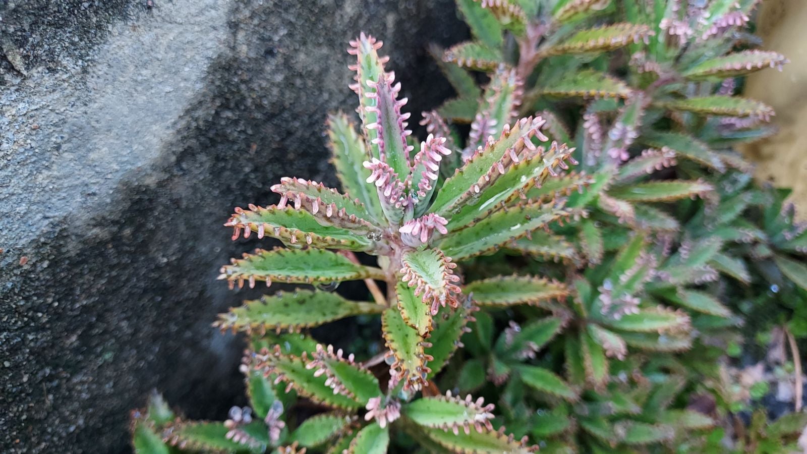 A Mother of thousands plant placed beside a large dark gray rock with a rough texture placed somewhere with sunlight