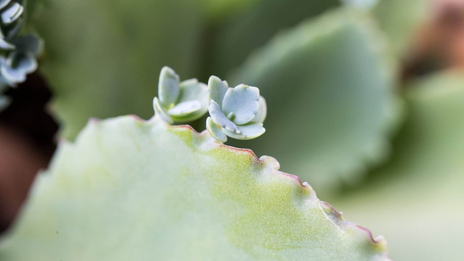 Wide light green leaves with tiny tubular plantlets along the edges.