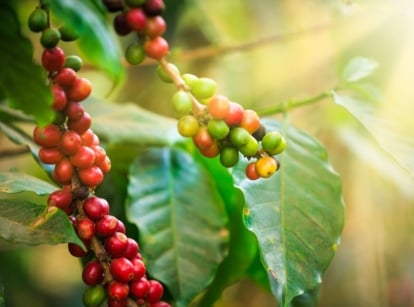 A closeup shot of cherries on a coffee plant appearing to be red with some pieces still looking green placed under warm sunlight